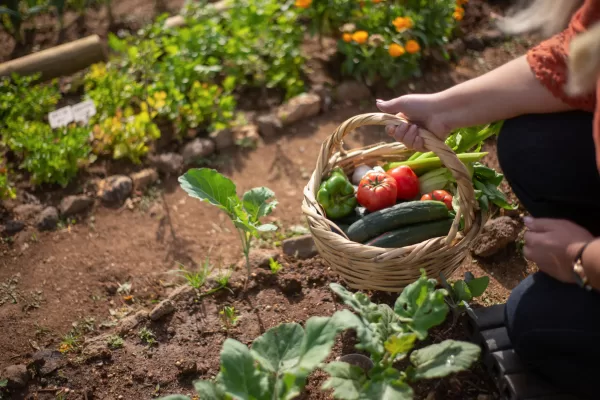 Colheita de vegetais orgânicos frescos em horta caseira com cesta de legumes variados.