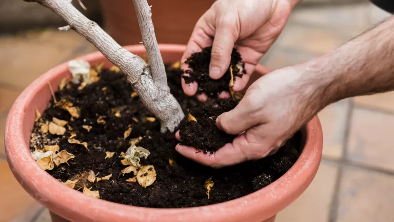 Mãos adicionando adubo orgânico ao vaso com planta, enriquecendo o solo para cultivo saudável.